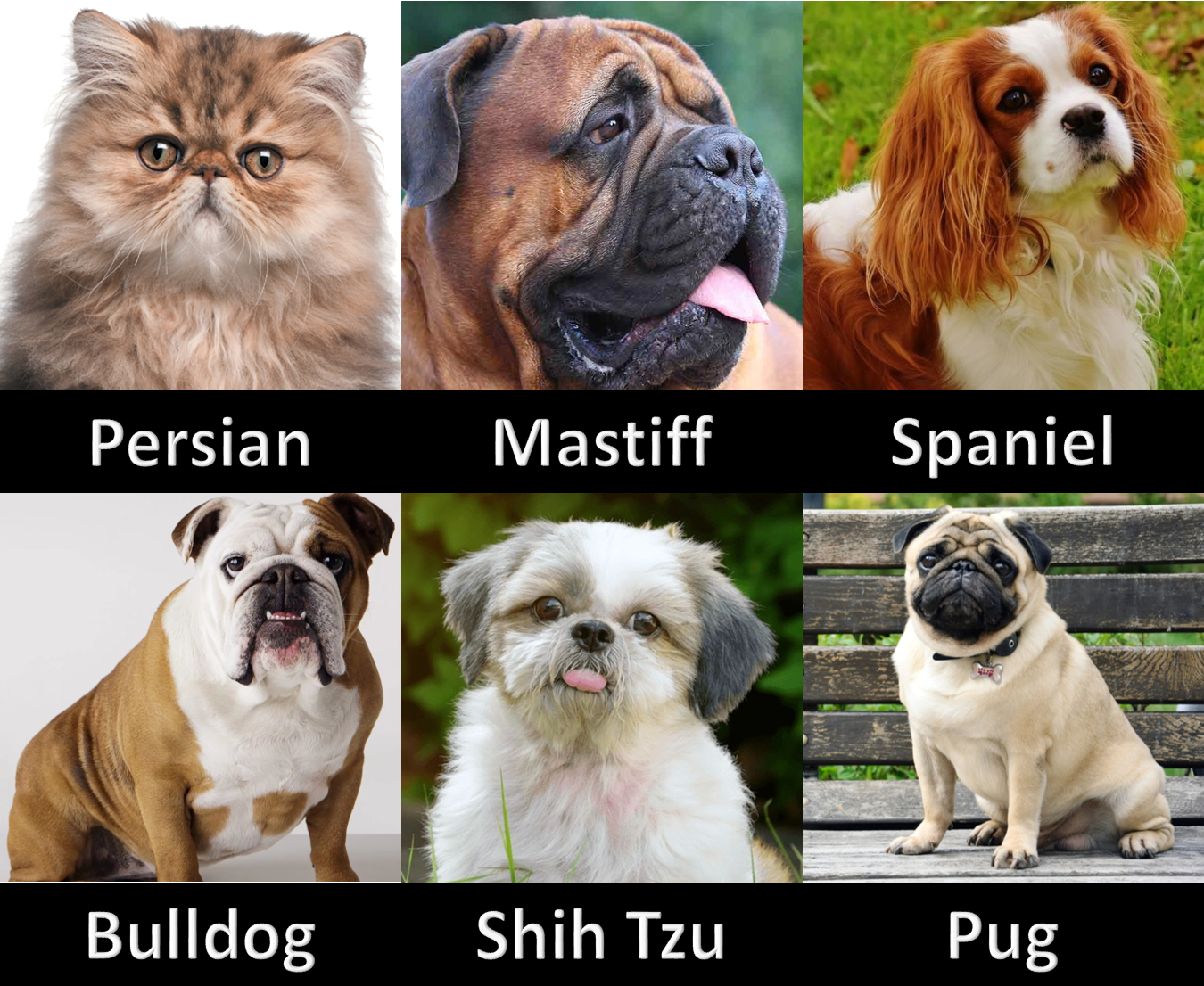 jetblue pet carrier dimensions